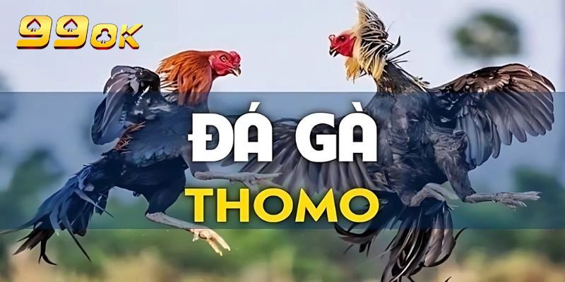 Đá Gà Thomo 99OK – Trận Đấu Đỉnh Cao Đầy Kịch Tính 2 Trận đấu đá gà Thomo kịch tính với hình ảnh sống động